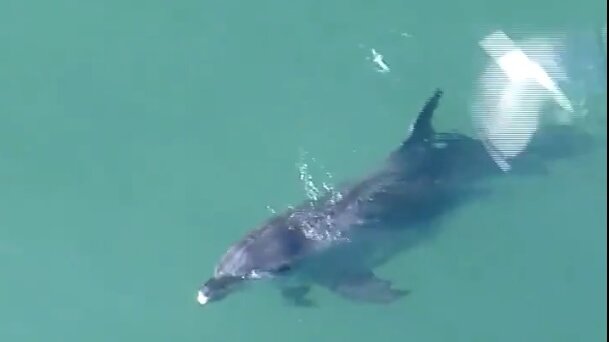 Ajkule napale delfina kod plaže u Sidneju: Spasioci rasterali kupače i surfere 1
