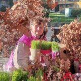 Bosa Popović iz Majura kod Šapca već čitavu deceniju prodaje badnjake: Ove godine ponuda je baš bogata, ali nema ko da pazari 8