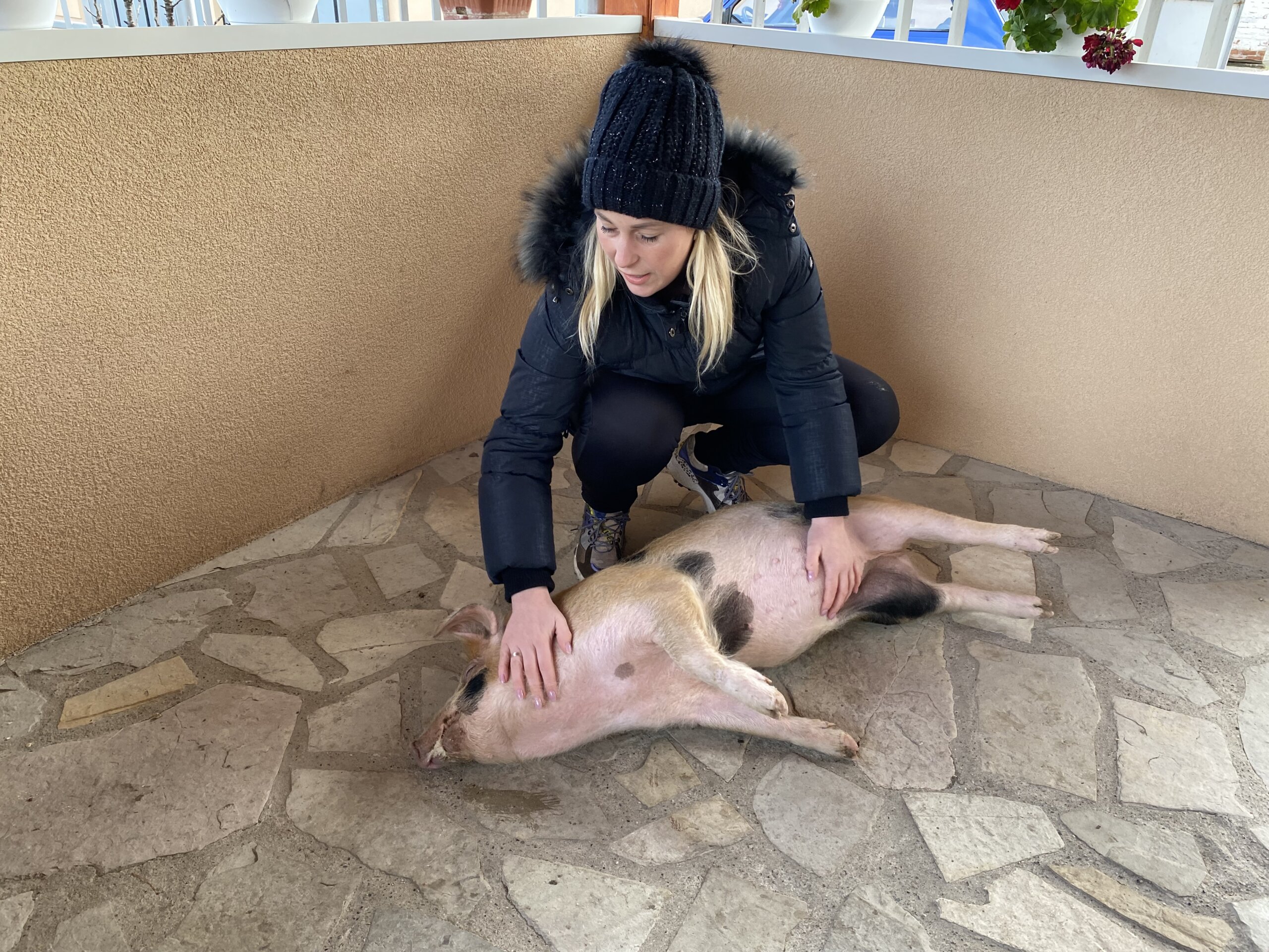 Viktorija je bila 13. prase na ivici smrti, a sada je kućni ljubimac jedne kragujevačke porodice 2 Viktorija je bila 13. prase na ivici smrti, a sada je kućni ljubimac jedne kragujevačke porodice 2