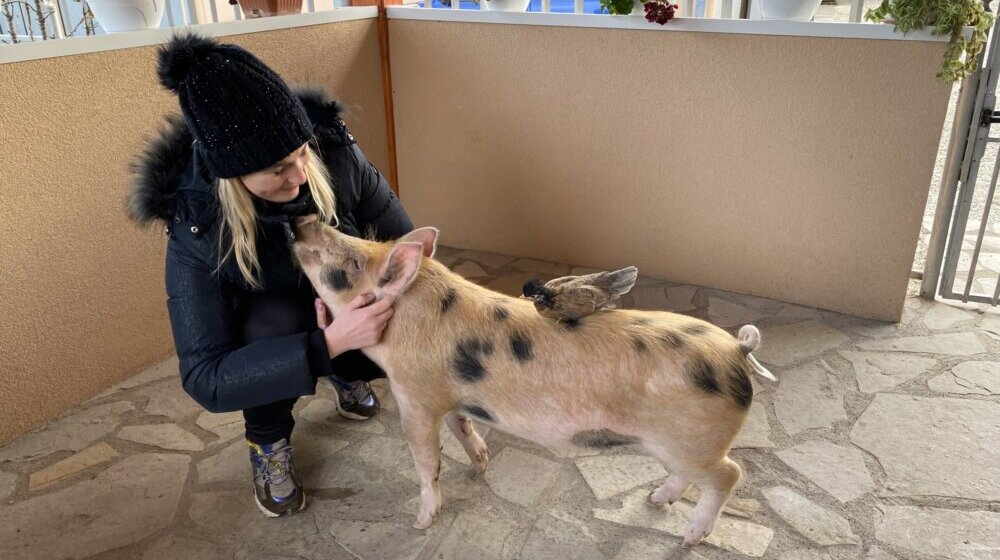 Viktorija je bila 13. prase na ivici smrti, a sada je kućni ljubimac jedne kragujevačke porodice 1