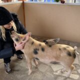 Viktorija je bila 13. prase na ivici smrti, a sada je kućni ljubimac jedne kragujevačke porodice 1