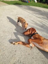 Prase Viktorija Viktorija je bila 13. prase na ivici smrti, a sada je kućni ljubimac jedne kragujevačke porodice 3