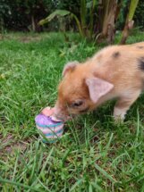 Prase Viktorija Viktorija je bila 13. prase na ivici smrti, a sada je kućni ljubimac jedne kragujevačke porodice 4