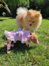 Prase Viktorija Viktorija je bila 13. prase na ivici smrti, a sada je kućni ljubimac jedne kragujevačke porodice 5