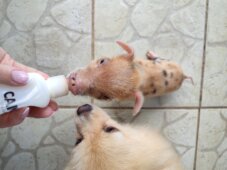 Prase Viktorija Viktorija je bila 13. prase na ivici smrti, a sada je kućni ljubimac jedne kragujevačke porodice 6