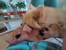 Prase Viktorija Viktorija je bila 13. prase na ivici smrti, a sada je kućni ljubimac jedne kragujevačke porodice 7