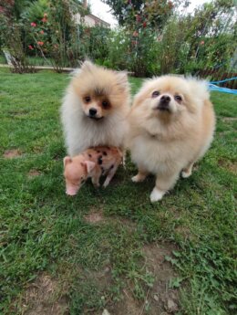 Prase Viktorija Viktorija je bila 13. prase na ivici smrti, a sada je kućni ljubimac jedne kragujevačke porodice 8