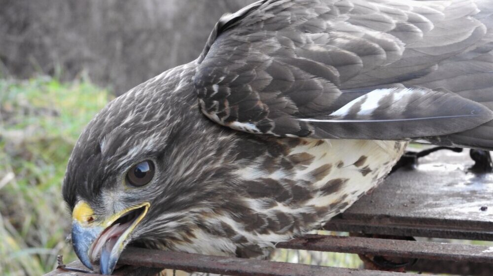Uhapšen muškarac iz Šapca zbog lova i povređivanja strogo zaštićene ptice 1