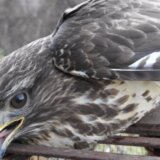 Uhapšen muškarac iz Šapca zbog lova i povređivanja strogo zaštićene ptice 5