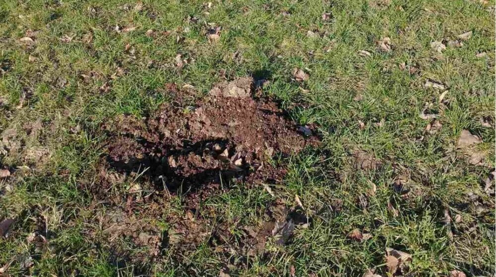 Pokradene sadnice Pančićeve omorike u kragujevačkom Velikom parku 1