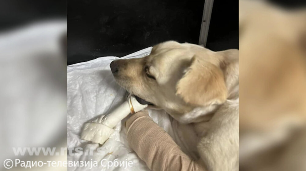 Pokušao da odseče sve četiri šape ženki labradora: Dori jedna šapa amputirana 1