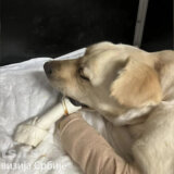 Pokušao da odseče sve četiri šape ženki labradora: Dori jedna šapa amputirana 1