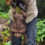 U Australiji pronađena džinovska žaba, smatra se da je najveća na svetu 7