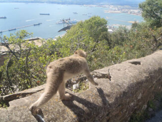 Kragujevački frizer ošišao i obrijao pola sveta: Radi na prekookeanskim kruzerima i obišao je 50 zemalja 5