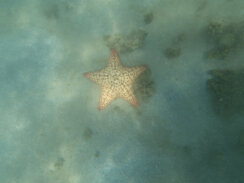 Kragujevački frizer ošišao i obrijao pola sveta: Radi na prekookeanskim kruzerima i obišao je 50 zemalja 8