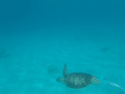 Kragujevački frizer ošišao i obrijao pola sveta: Radi na prekookeanskim kruzerima i obišao je 50 zemalja 9