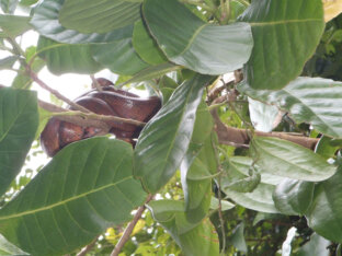 Kragujevački frizer ošišao i obrijao pola sveta: Radi na prekookeanskim kruzerima i obišao je 50 zemalja 12