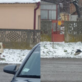 Ova roda već sedmu zimu provodi u Mačvi: Navikla na ljude i ne oseća hladnoću 8