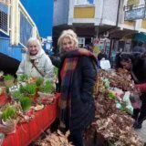 “Bolje badnjak da kupim na pijaci za 100 dinara, nego da me inspekcija juri kao da sam isekao kubik drva”: Badnji dan na zaječarskoj pijaci 7