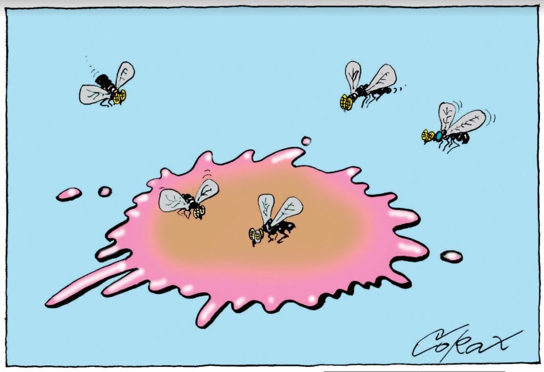 Corax 2