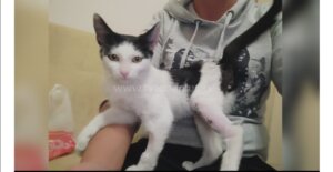 U Nišu na mačke pucaju iz vazdušnih puški, policija neobaveštena 2