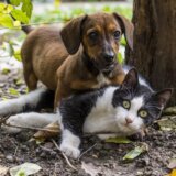 U Nišu na mačke pucaju iz vazdušnih puški, policija neobaveštena 8