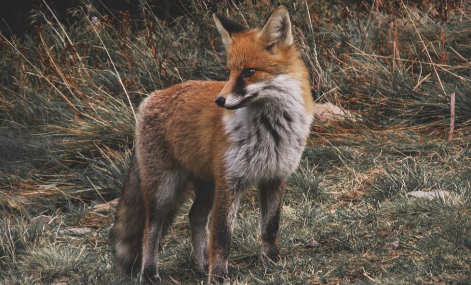 U Srbiji zabeležen prvi slučaj zaraze parazitom koji na čoveka prenose lisice 1