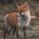 U Srbiji zabeležen prvi slučaj zaraze parazitom koji na čoveka prenose lisice 11