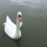 Donji Milanovac: Počeo Međunarodni popis ptica vodenih staništa 13