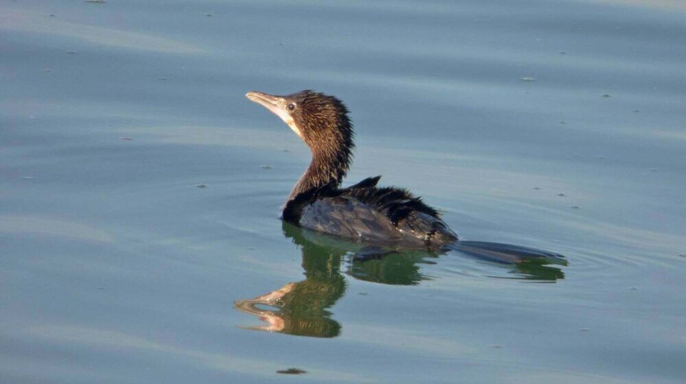U Srbiji počeo Međunarodni zimski popis ptica vodenih staništa 2023, građani pozvani da se uključe 1