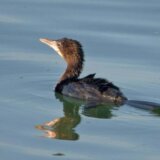 U Srbiji počeo Međunarodni zimski popis ptica vodenih staništa 2023, građani pozvani da se uključe 11