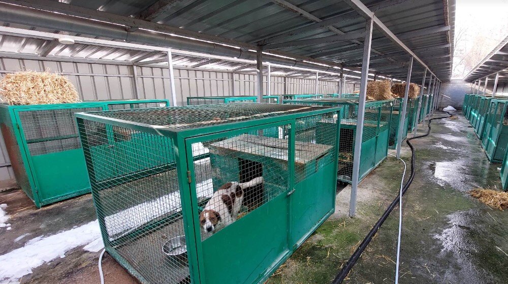 Veterinarska inspekcija zabranila prijem novih životinja u prihvatilištu za pse u Boru 1