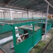 Prihvatilište ili mučilište za pse: Zbog čega su podnete krivične prijave posle snimka tela pasa u hladnjači borskog azila 20