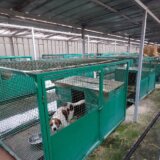 Republička veterinarska inspekcija zabranila prijema novih životinja u prihvatilištu za pse JKP „3.oktobar“ u Boru do daljnjeg 17