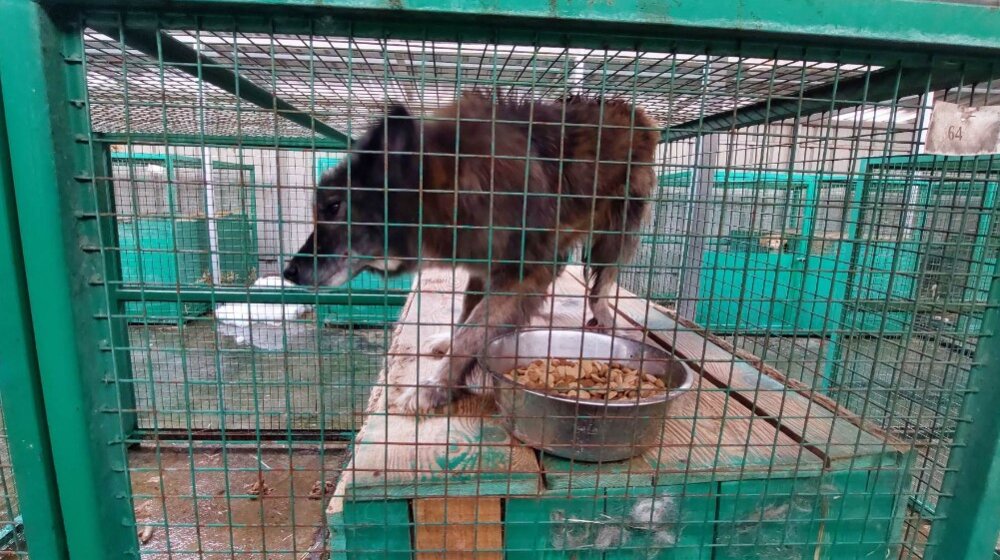 Aktivistkinja: Uslovi u prihvatilištima nehumani, psi se drže u kavezima bez dovoljno vode i hrane 13