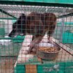 Aktivistkinja: Uslovi u prihvatilištima nehumani, psi se drže u kavezima bez dovoljno vode i hrane 19