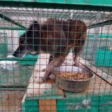 Aktivistkinja: Uslovi u prihvatilištima nehumani, psi se drže u kavezima bez dovoljno vode i hrane 11