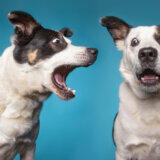 Prihvatilište za pse lutalice u Novom Pazaru nema ko da gradi 12