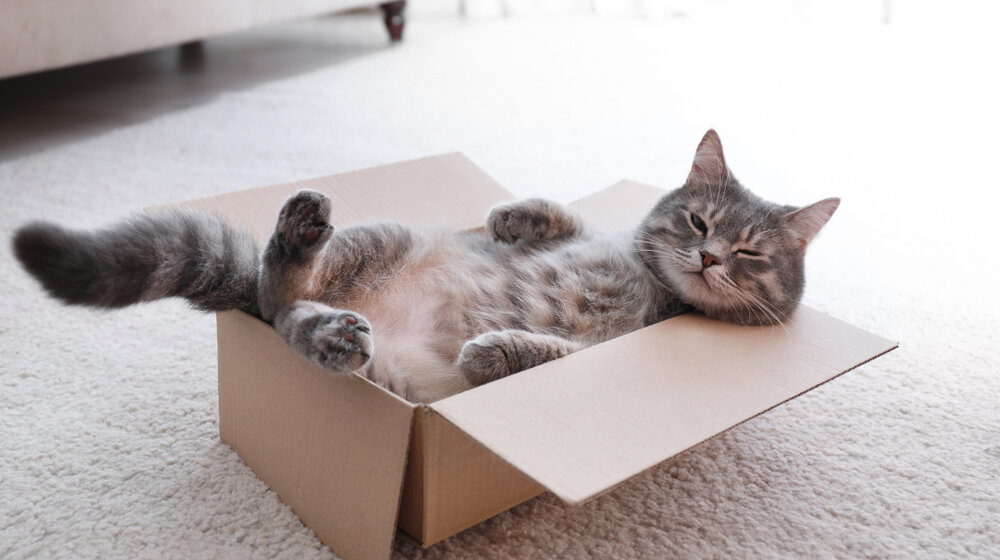 Zašto se kaže da je nešto "mačji kašalj"? 1