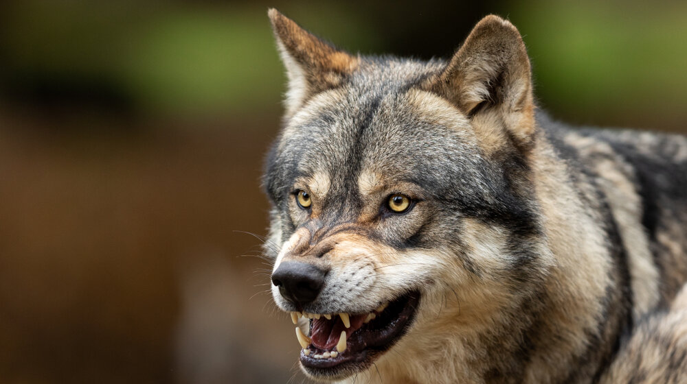 Šta sve simbolizuje vuk: Naprednjaci se u znak podrške Vučiću poistovetili s ovom životinjom 1