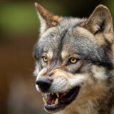 Šta sve simbolizuje vuk: Naprednjaci se u znak podrške Vučiću poistovetili s ovom životinjom 10