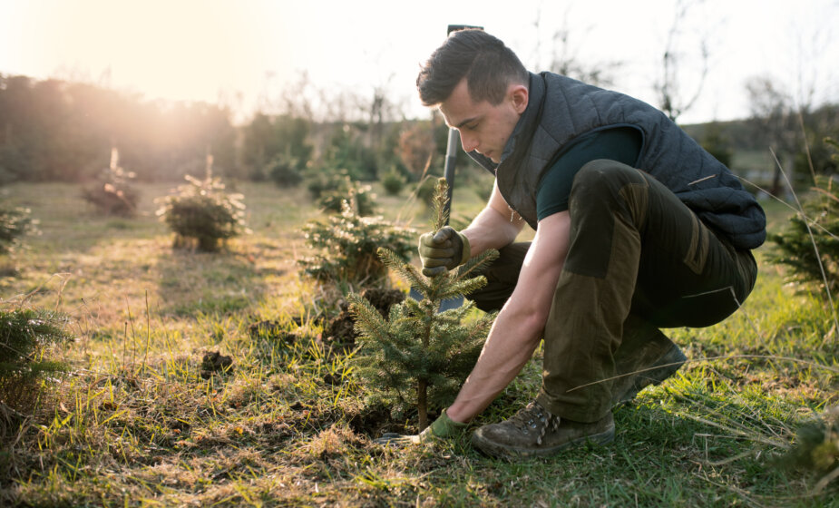 Kako posaditi i negovati jelku: Vodič za sadnju u četiri koraka 1