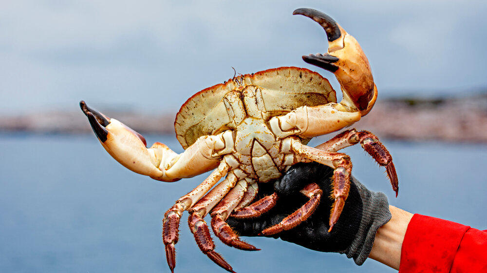 Britanski naučnici: Pomor kraba na severoistoku Engleske verovatno nije posledica zagađenja 1