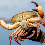 Britanski naučnici: Pomor kraba na severoistoku Engleske verovatno nije posledica zagađenja 11