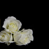 Alternativni način sahranjivanja voljenih: Njujork legalizovao kompostiranje ljudi 6