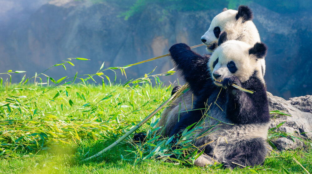 Jedini par pandi u Velikoj Britaniji, biće vraćen u Kinu, bez potomstva 1