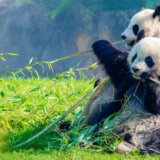 Jedini par pandi u Velikoj Britaniji, biće vraćen u Kinu, bez potomstva 3