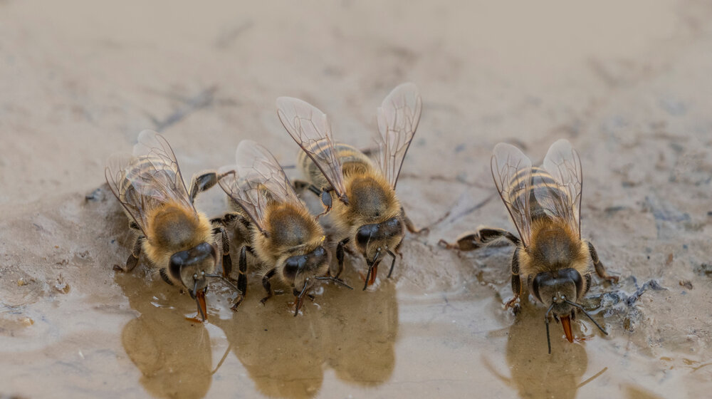 Da li ste se nekad "proveli ko pčela na brusu"? 1