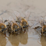 Da li ste se nekad "proveli ko pčela na brusu"? 4
