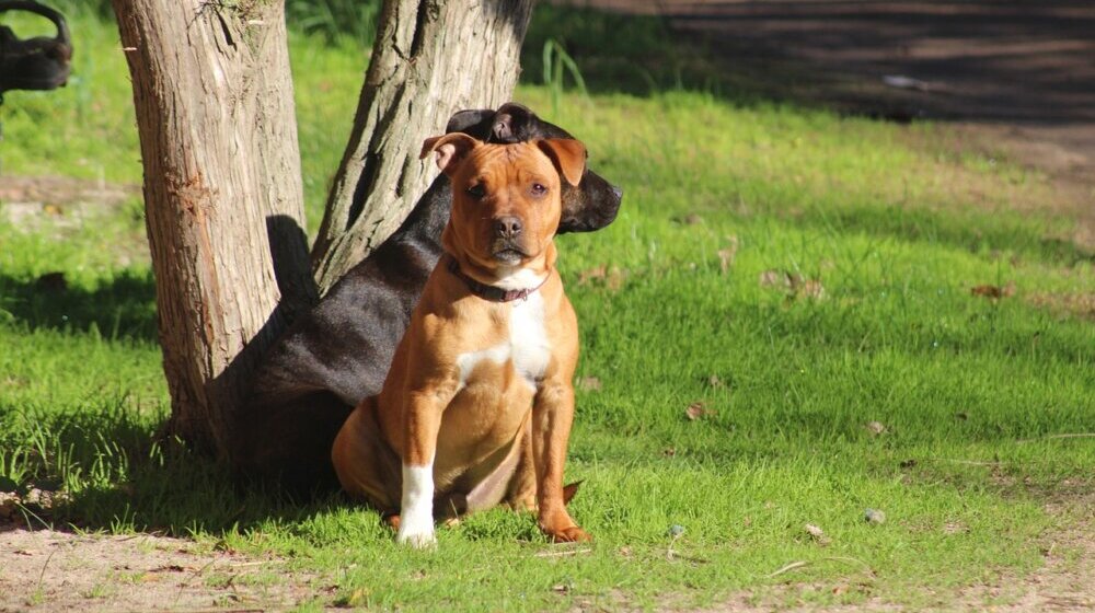 Psi koji su usmrtili novinara Radosavljevića ranije napali devojčicu 1